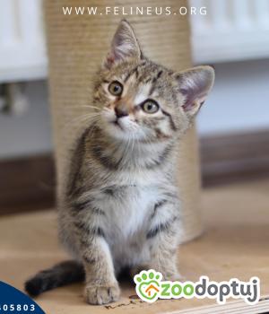 Do adopcji Rzeszów