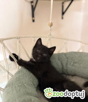 Do adopcji Głowno