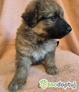 Do adopcji Nowy Dwór Mazowiecki