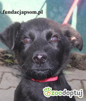 Do adopcji Nowy Dwór Mazowiecki