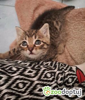 Do adopcji Rybnik