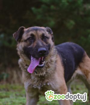 Do adopcji Białobrzegi