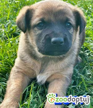 Do adopcji Kłobuck