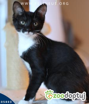 Do adopcji Rzeszów