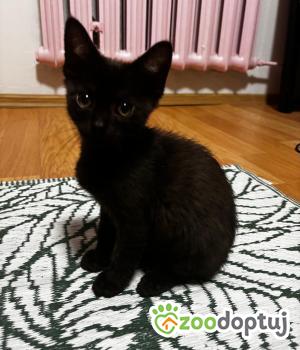 Do adopcji Cieszyn