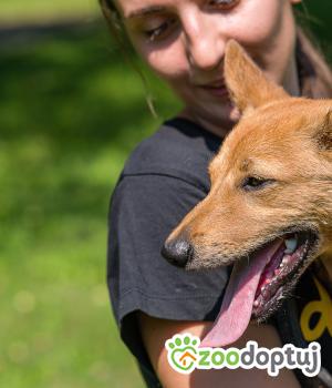 Do adopcji Mielec