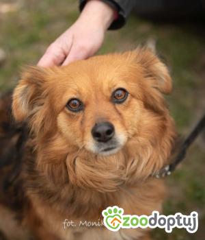 Do adopcji Myślenice