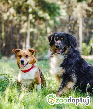 Do adopcji Radom