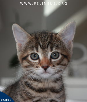 Do adopcji Rzeszów