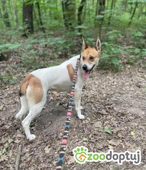 Do adopcji Zgierz