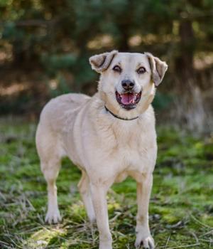 Do adopcji Białobrzegi