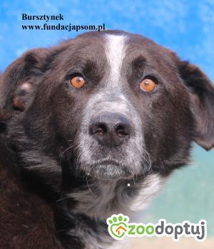 Do adopcji Nowy Dwór Mazowiecki