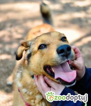 Do adopcji Milanówek