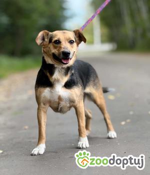 Do adopcji Zgierz