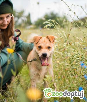 Do adopcji Sompolno