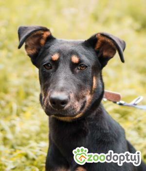 Do adopcji Sompolno