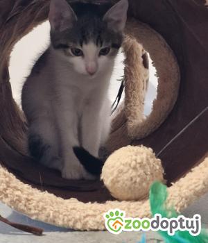 Do adopcji Cieszyn