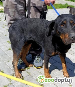 Do adopcji Chełm