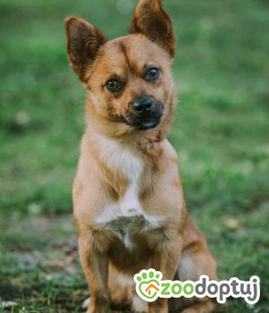 Do adopcji Zgierz