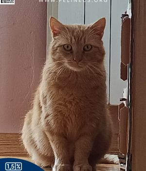 Do adopcji Rzeszów