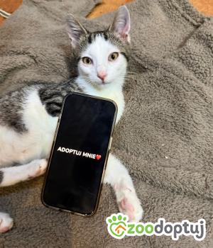 Do adopcji Cieszyn