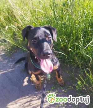 Do adopcji Węgrów