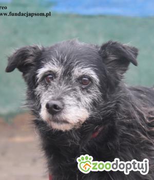 Do adopcji Nowy Dwór Mazowiecki