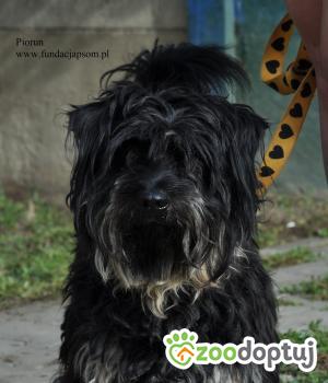 Do adopcji Nowy Dwór Mazowiecki