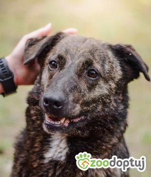 Do adopcji Radom