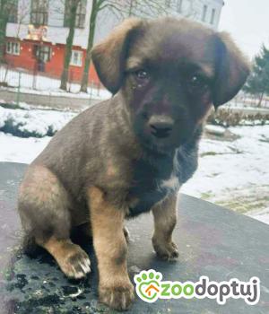Do adopcji Wieluń