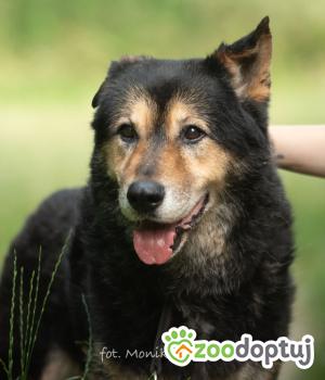 Do adopcji Myślenice