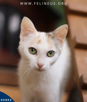 Do adopcji Rzeszów