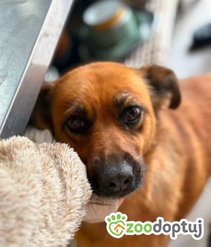 Do adopcji Warszawa
