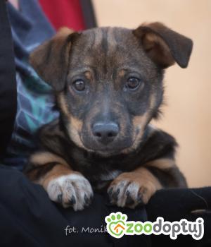 Do adopcji Myślenice