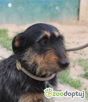 Do adopcji Nowy Dwór Mazowiecki
