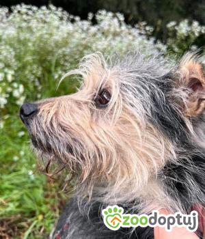Do adopcji Mielec