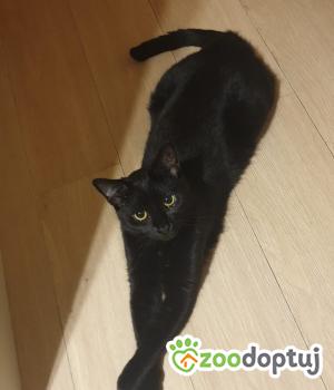 Do adopcji Poznań