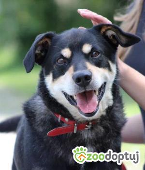 Do adopcji Września