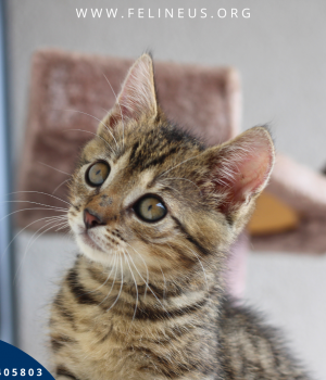 Do adopcji Rzeszów