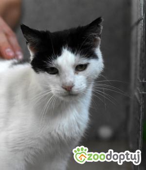 Do adopcji Toruń