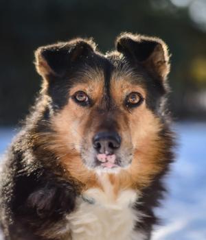 Do adopcji Białobrzegi