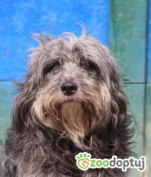 Do adopcji Nowy Dwór Mazowiecki