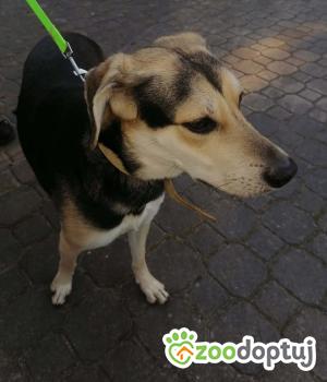 Do adopcji Warszawa