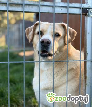 Do adopcji Radom
