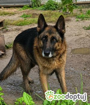 Do adopcji Zgierz