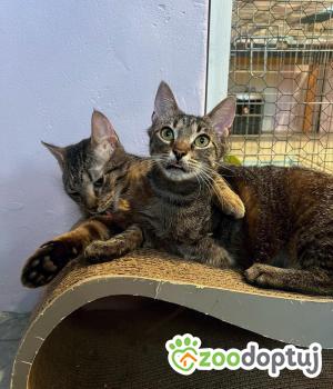 Do adopcji Poznań
