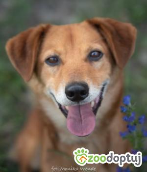 Do adopcji Myślenice