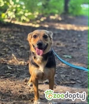 Do adopcji Zgierz