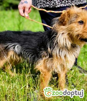 Do adopcji Łódź