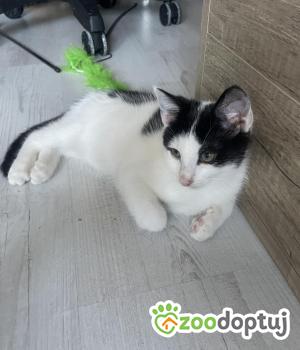 Do adopcji Rybnik